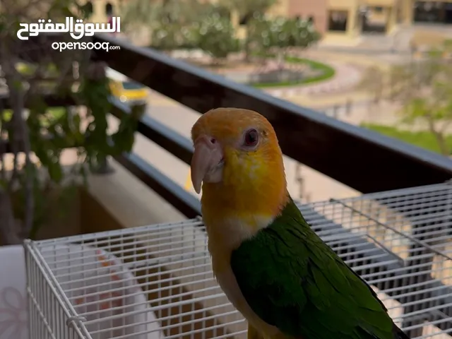 Caique parrot for sale