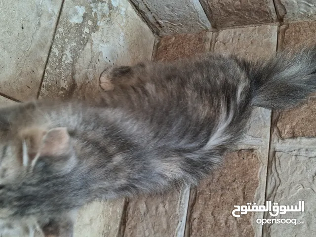 نوع شيرازي