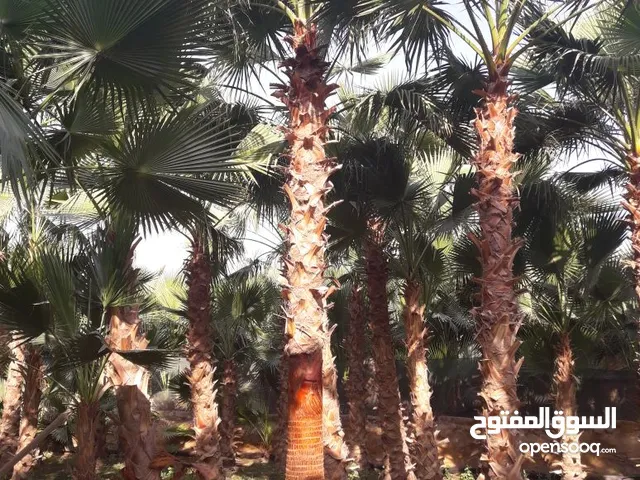 نخل واشنطني زينه امريكي للبيع واشنطونيا