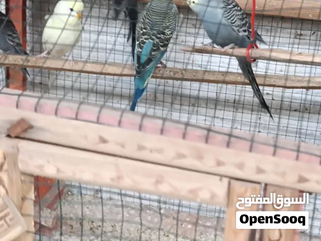 طيور حب عدد سبعه طيور للبيع