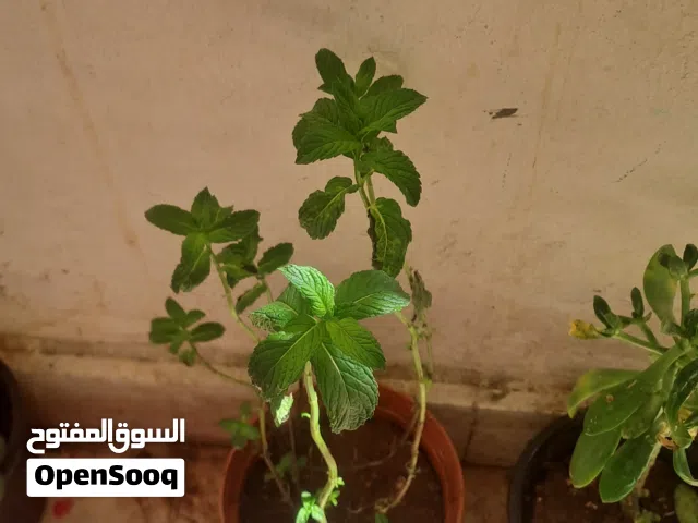 نبات نعنع للبيع بلدي