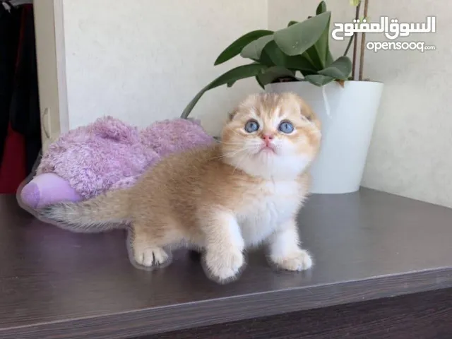 للبيع سكوتش فولد وستريت قولد شورت هير