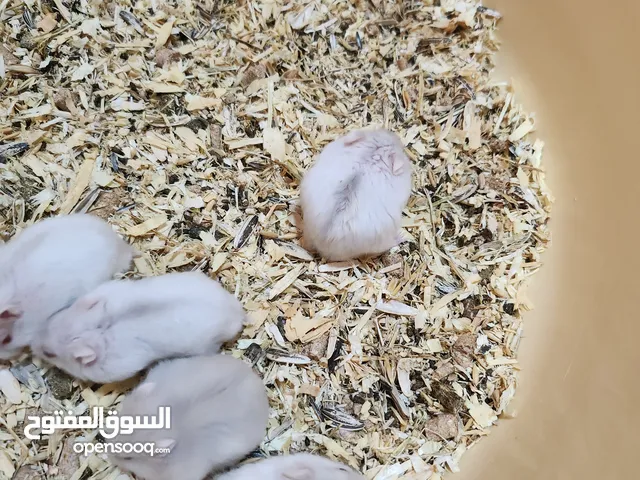 Hamster for Urgent SALE... 2 rials ONLY..