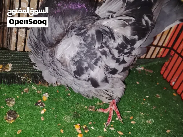 متاح نثيه كشكيه منكاره شوي اعوج نثيه بزاره وصاحيه شرط الصحه