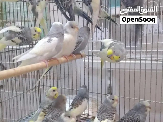 متاح طيور حب شكري برصاص البيع