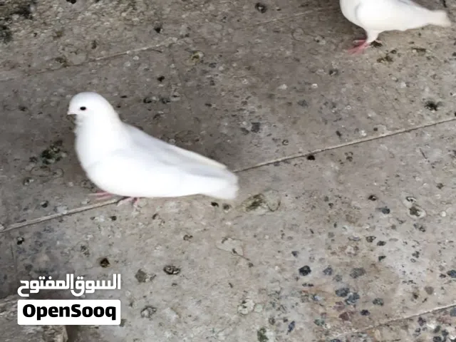 حمام ارافل ودشش