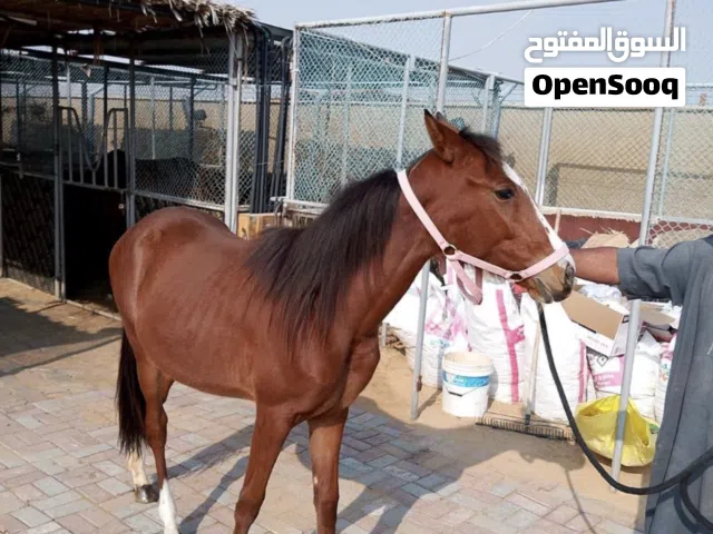 مهره فلات ريس