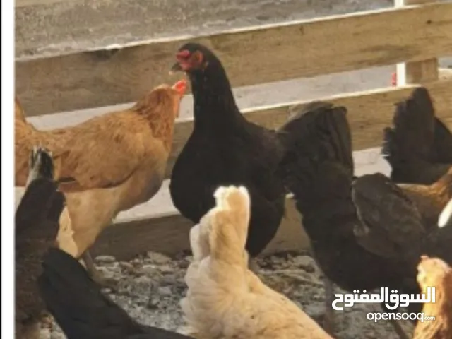 9 دجاجات بياض للبيع عمر سنة