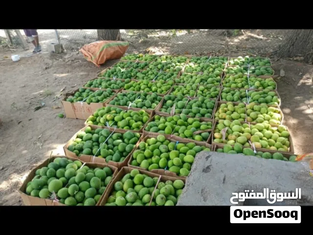 حدال عماني حامض حجم ممتاز جدا  الكرتون