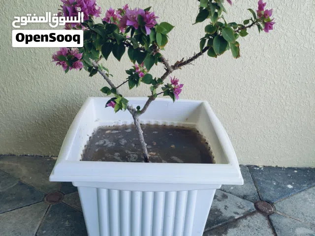 للبيع جهنميه قزميه اللون الوردي مع الاصيص كبير الحجم سعر 7ريال الموقع العامرات
