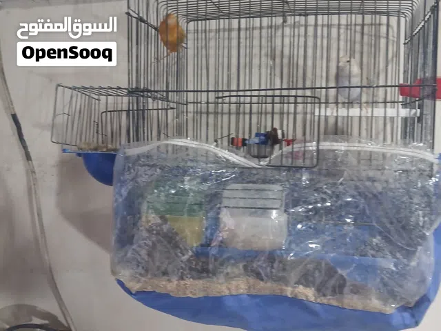 طيور كنار البيع