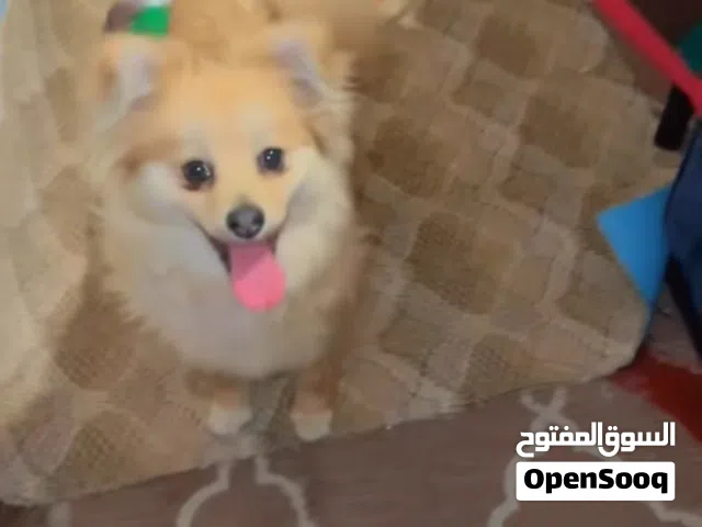 كلب بومرينيان