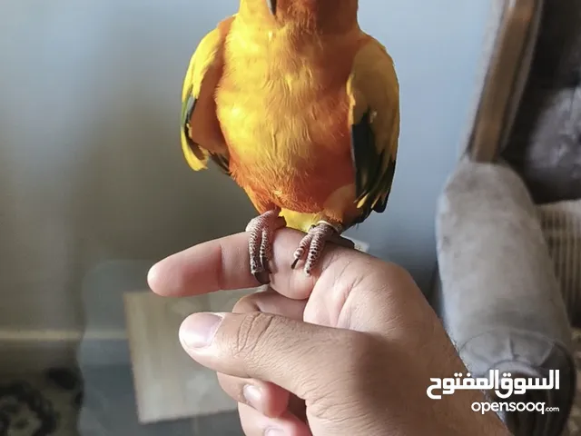 ببغاء صن كنيور حجم جامبو الوانو زاهيه جدا اليف عجينه ما بعض نهائيا بصفر وبغرد و24لعب