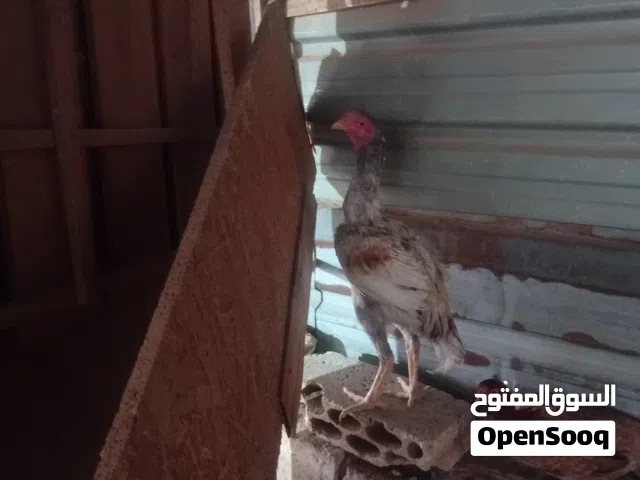 ديك ألماني