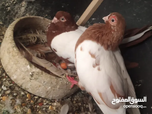 حمام للبيع