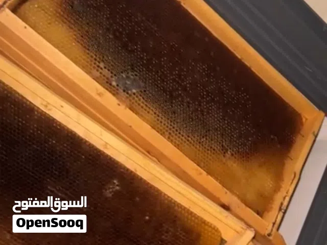 برويز جهزه ممطوطه جديده