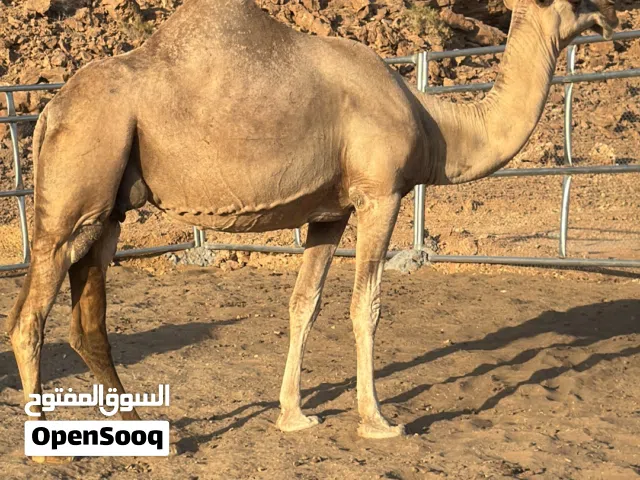 ناقه وضحأ ما شاء الله