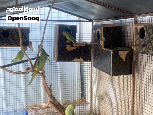 دره اناث كبار للبيع