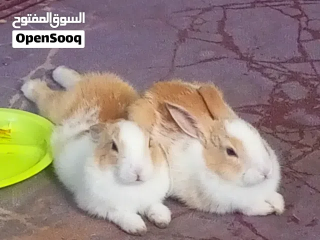ارانب للبيع ذكر وأنثى