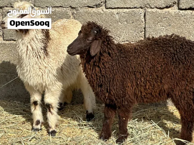 كبشان 2 + سخلات 3 عمانيات حلال طيب للتربيه وللذبح جاهزات