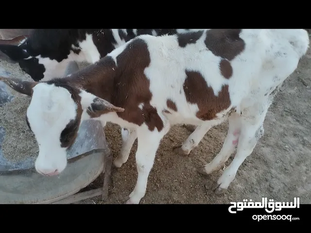 عجول للبيع