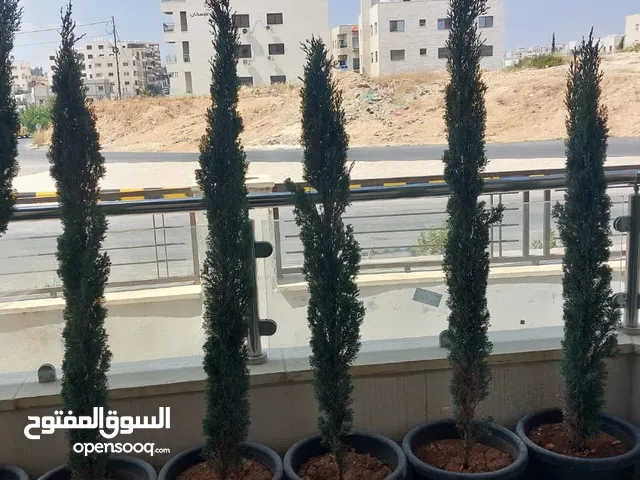 شجر سرو ايطالي للبيع عدد 12   الحجم من 1.20سم ولغاية 1.60