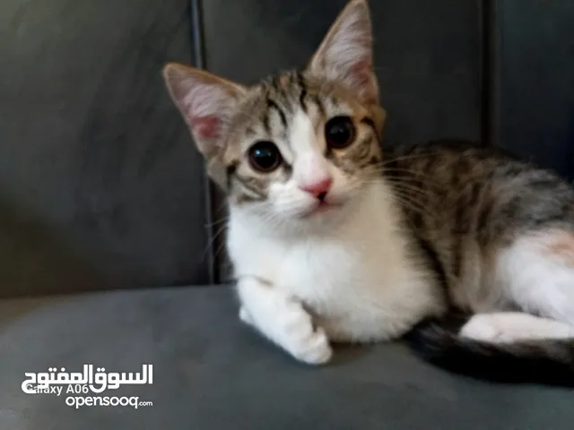 3 قطط كيتن نوعهم مكس للتبني — cats for adoption—