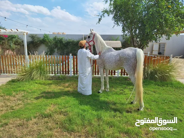 فحل حصان عربي