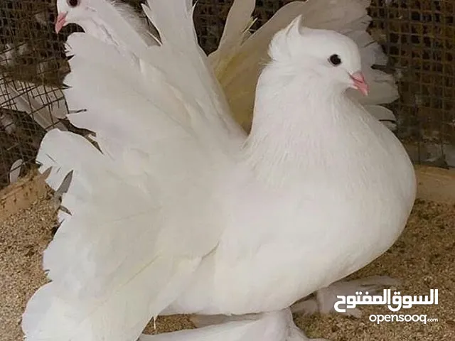 حمام شمسي نظيف للبيع