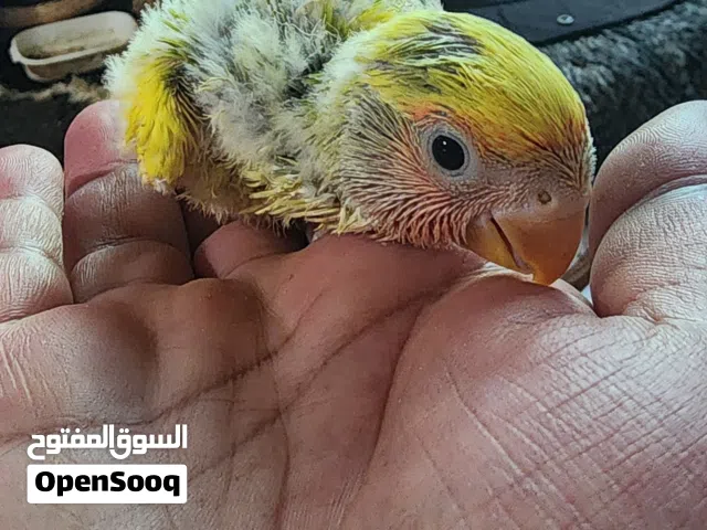 فراخ لوفبيرد لوفبيردنهايهة عس تقريبا  احجام جمبو العمر اسبوعين