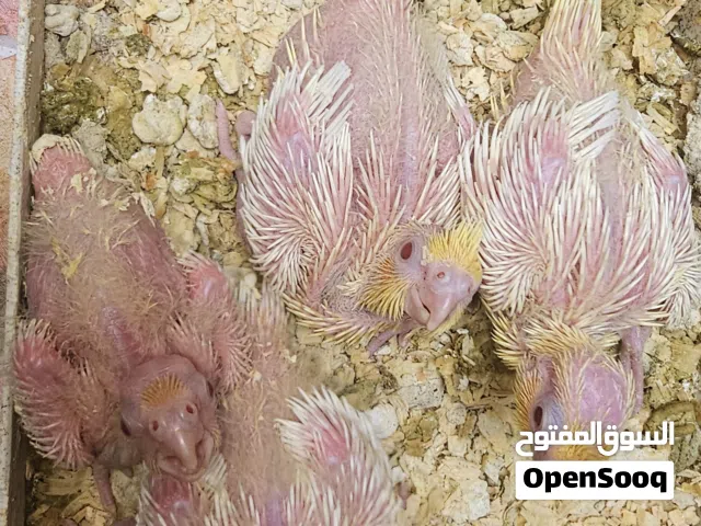 فروخ كوكتيل لاتينو و ايزابيل