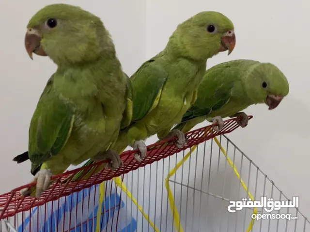 ببغاء درة هندي للبيع ثنتين