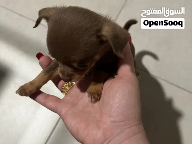 Teacup breed puppy chihuahua