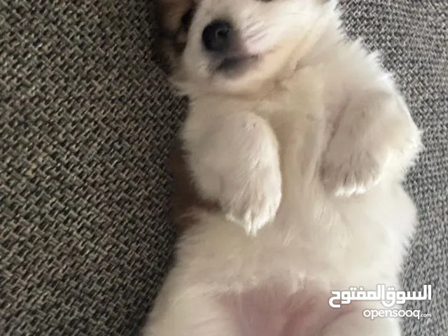 كلبه بودل توي & كوكولاين اسيوي اسمول بريد