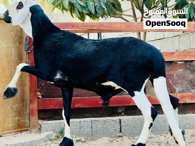 فحل هجين نجدي سلاله سعوديه الاب اصلي الام هجين شعره