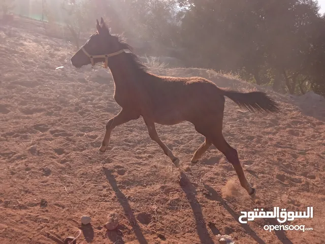 مهر طيب للبيع في السلط