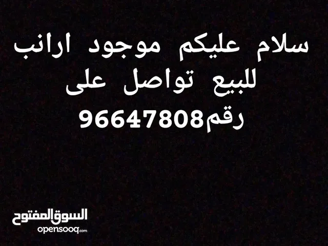 ارانب للبيع