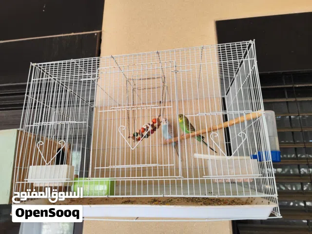 طيور بادجي للبيع