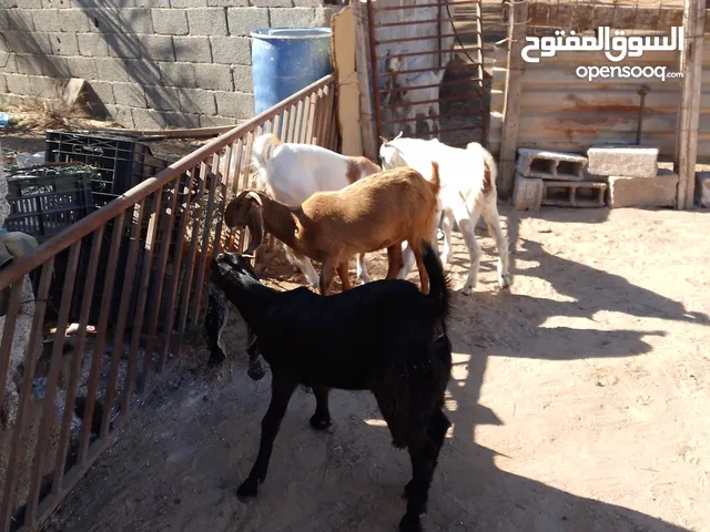 معيز لي بيع