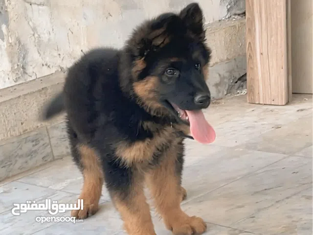 جرو جيرمن شيبرد عمر 3 شهور بسعر 8 الاف درهم