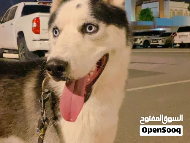 كلب هاسكي