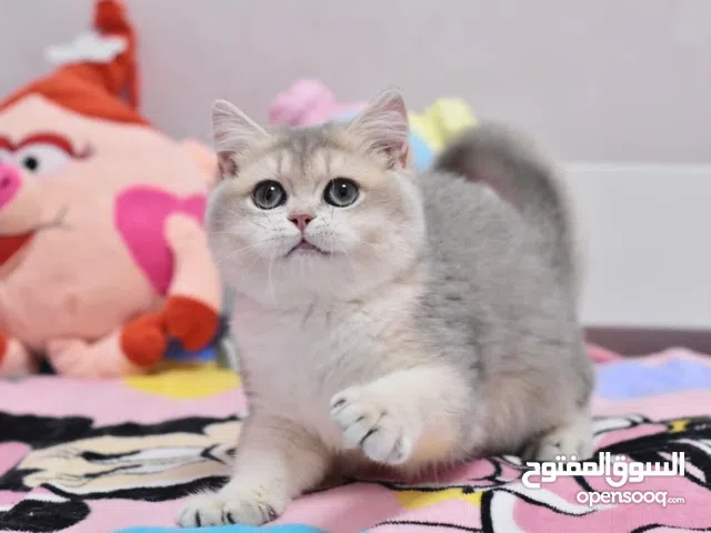 scottish fold