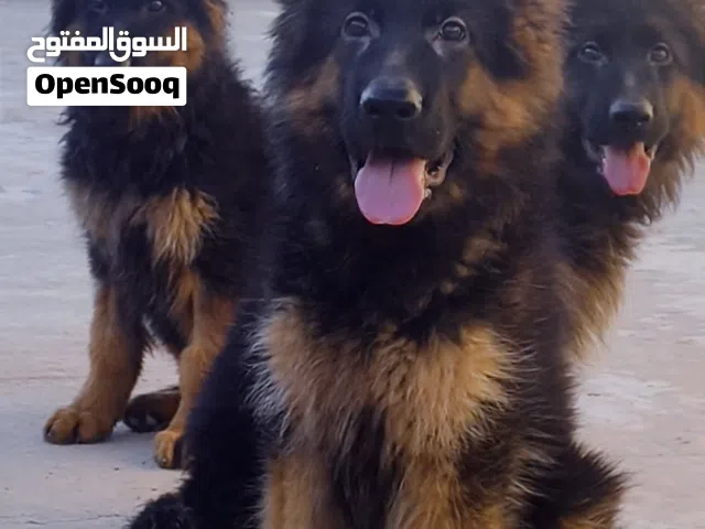 ذكر جيرمن لونق هير