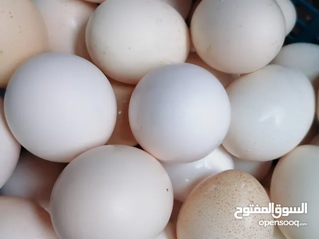 بيض محلي طازج