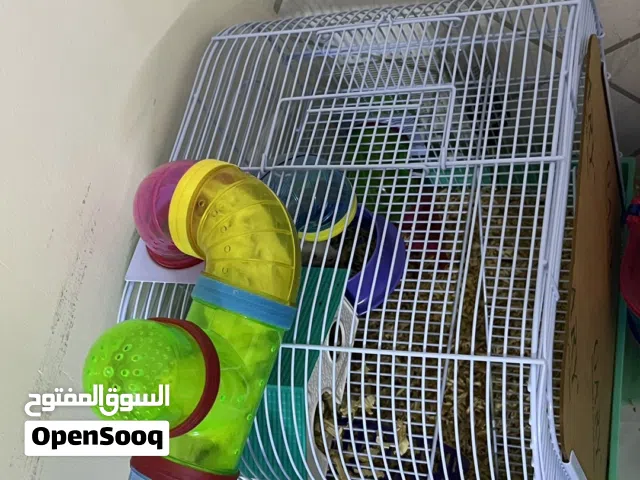 هامستر للبيع