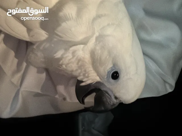 ببغاء كوكاتو