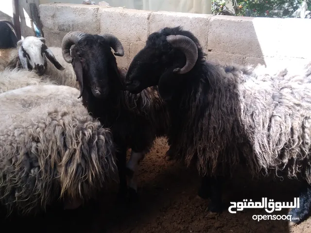 كبشين للبيع و قرقوره