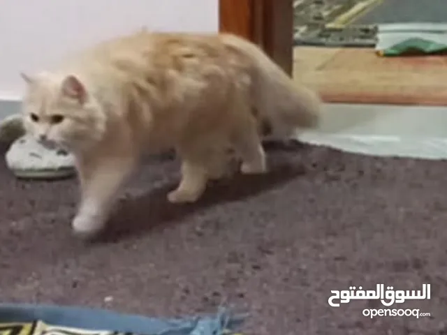 قطة نوع شيرازي عمرها 6 شهور