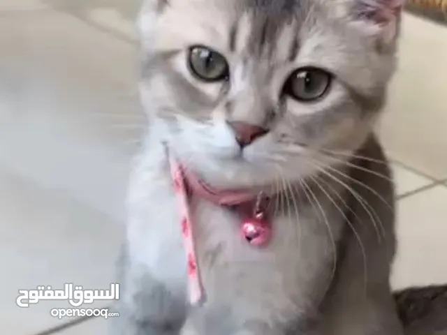 شيرازي مع سكوتش