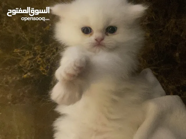 Mix Shirazi kitten for sale